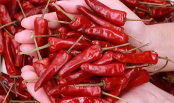 衢州鸭头辣椒如何妙用?